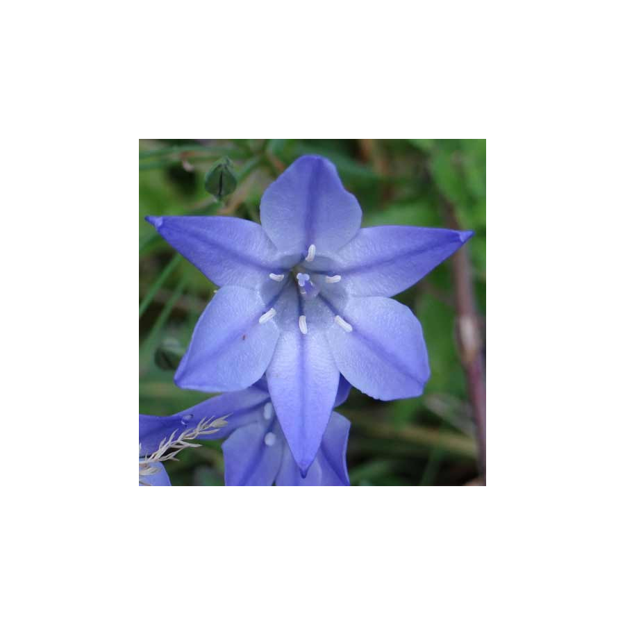 plantes-vivaces-triteleia-laxa-koningin-fabiola-brodiaea-en-vente-pepiniere-lepage-