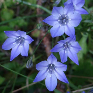 plantes-vivaces-triteleia-laxa-koningin-fabiola-brodiaea-en-vente-pepiniere-lepage-