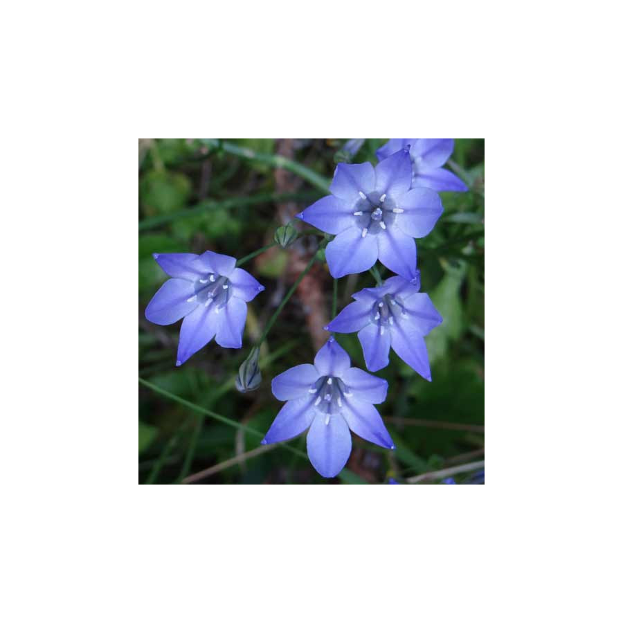 plantes-vivaces-triteleia-laxa-koningin-fabiola-brodiaea-en-vente-pepiniere-lepage-