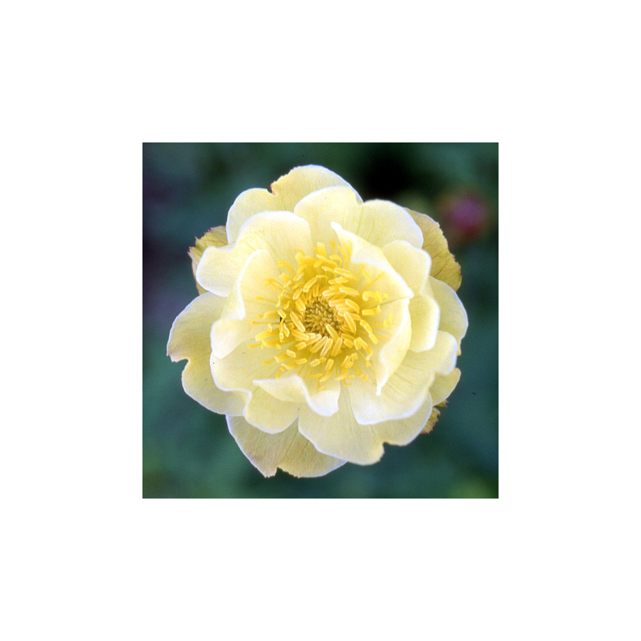 Plantes Vivaces TROLLIUS 'Alabaster' - Trolle en vente - Pépinière Lepage .