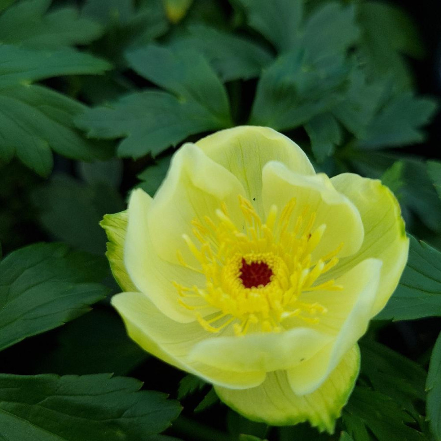 Plantes Vivaces TROLLIUS 'Cheddar' - Trolle en vente - Pépinière Lepage .