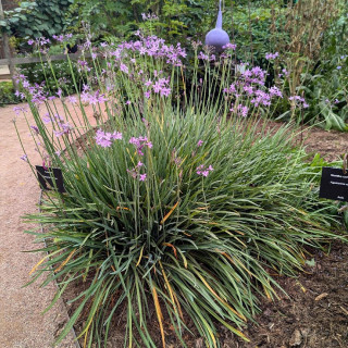 plantes-vivaces-tulbaghia-violacea-tulbaghia-en-vente-pepiniere-lepage-