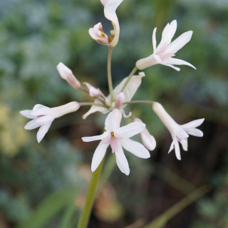 plantes-vivaces-tulbaghia-violacea-alba-tulbaghia-en-vente-pepiniere-lepage-