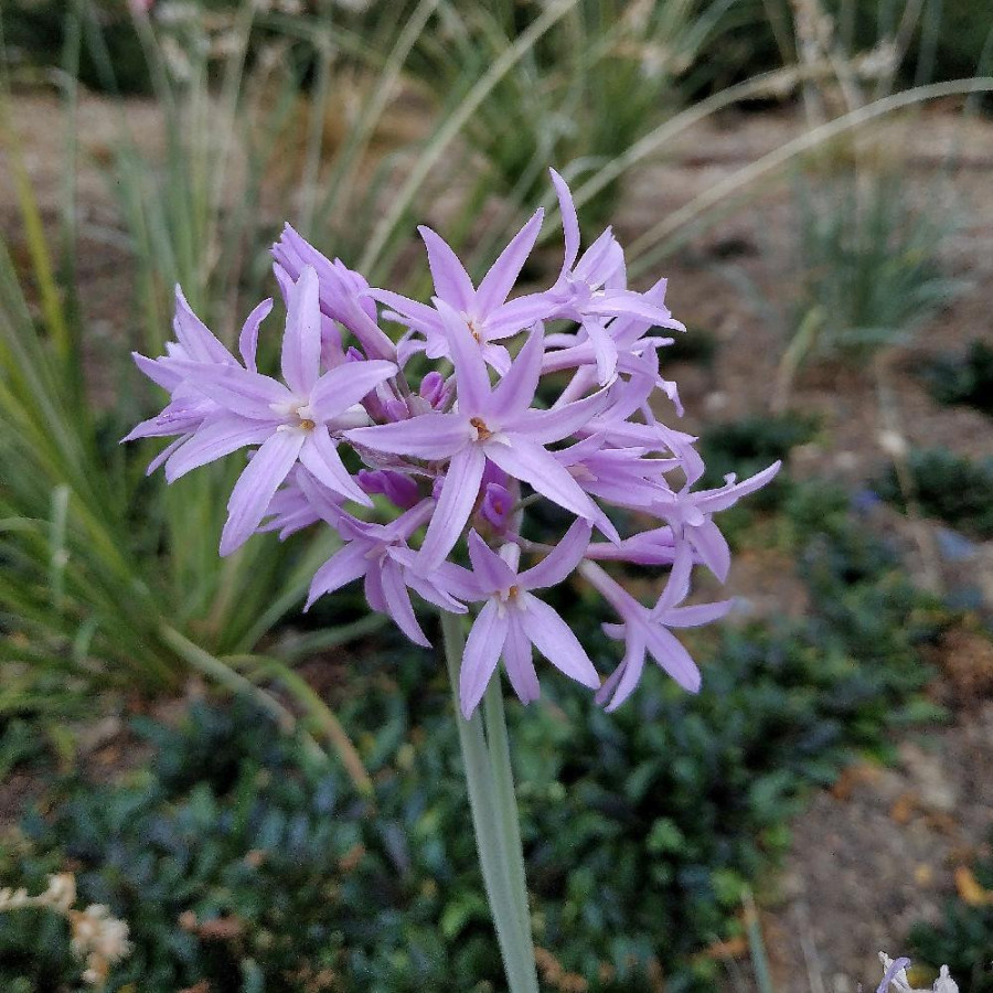 TULBAGHIA violacea 'Variegata'