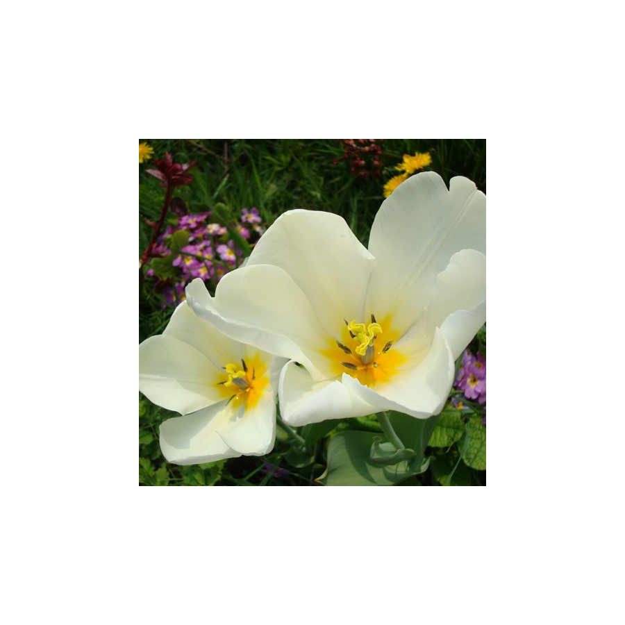 plantes-vivaces-tulipa-purissima-tulipe-en-vente-pepiniere-lepage-