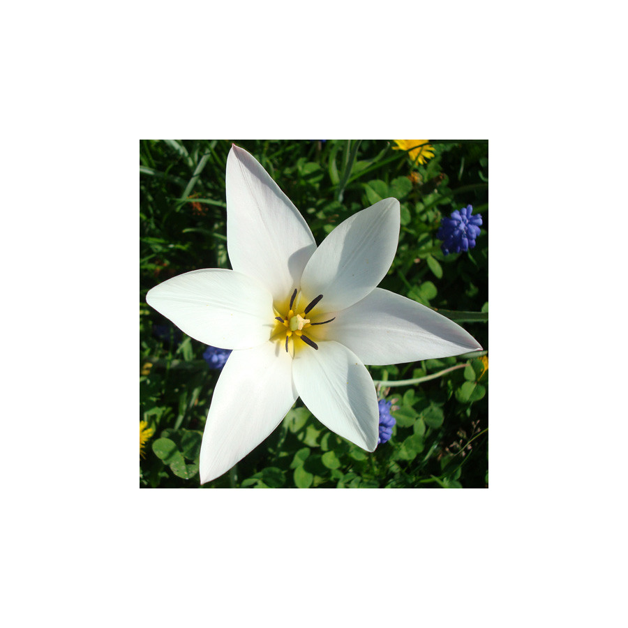 Plantes Vivaces TULIPA clusiana 'Lady Jane' - Tulipe en vente - Tulipe cocotte en vente - Pépinière Lepage .