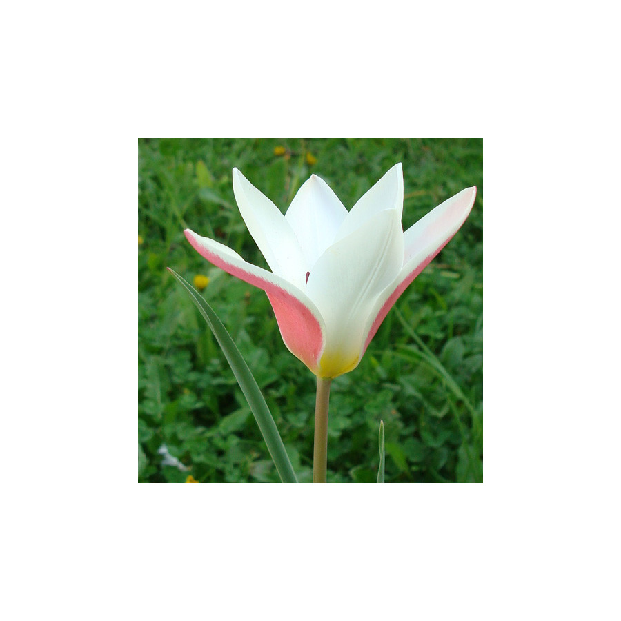 Plantes Vivaces TULIPA clusiana 'Lady Jane' - Tulipe en vente - Tulipe cocotte en vente - Pépinière Lepage .