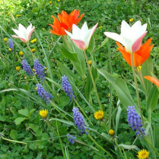 Plantes Vivaces TULIPA clusiana 'Lady Jane' - Tulipe en vente - Tulipe cocotte en vente - Pépinière Lepage .