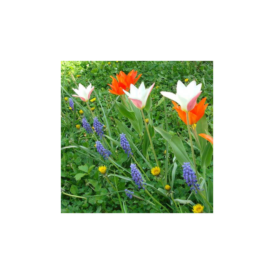 Plantes Vivaces TULIPA clusiana 'Lady Jane' - Tulipe en vente - Tulipe cocotte en vente - Pépinière Lepage .
