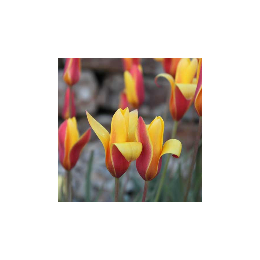 Plantes Vivaces TULIPA clusiana var. chrysantha - Tulipe cocotte en vente - Pépinière Lepage .