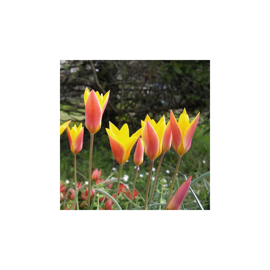 Plantes Vivaces TULIPA clusiana var. chrysantha - Tulipe cocotte en vente - Pépinière Lepage .