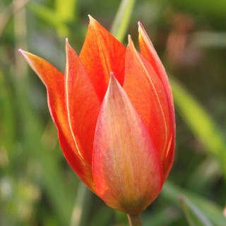 plantes-vivaces-tulipa-orphanidea-whittallii-group-tulipe-en-vente-pepiniere-lepage-