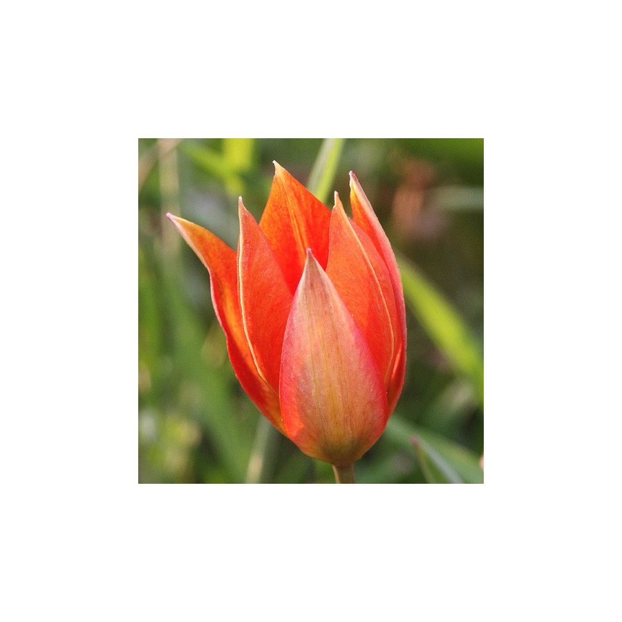 Plantes Vivaces TULIPA orphanidea (Whittallii Group) - Tulipe en vente - Pépinière Lepage .