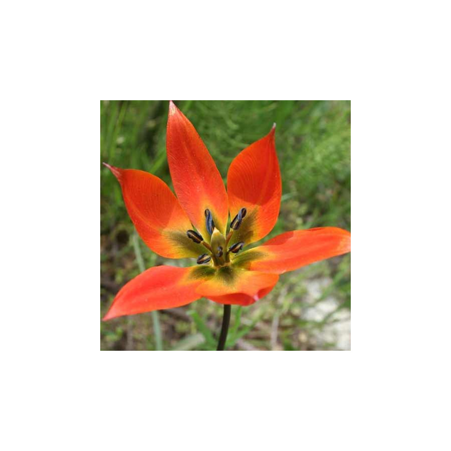Plantes Vivaces TULIPA orphanidea (Whittallii Group) - Tulipe en vente - Pépinière Lepage .