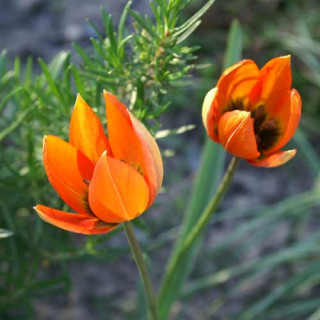 Plantes Vivaces TULIPA orphanidea (Whittallii Group) - Tulipe en vente - Pépinière Lepage .