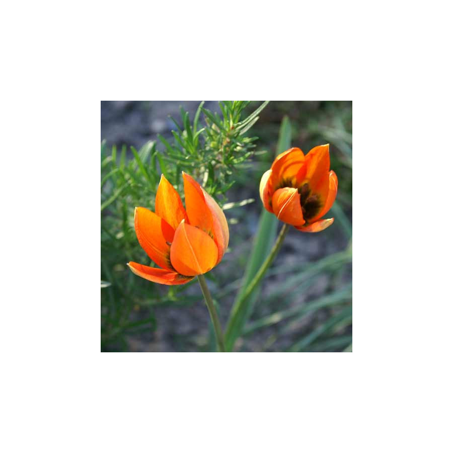 Plantes Vivaces TULIPA orphanidea (Whittallii Group) - Tulipe en vente - Pépinière Lepage .
