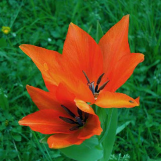 Plantes Vivaces TULIPA praestans 'Fusilier' - Tulipe en vente - Pépinière Lepage .