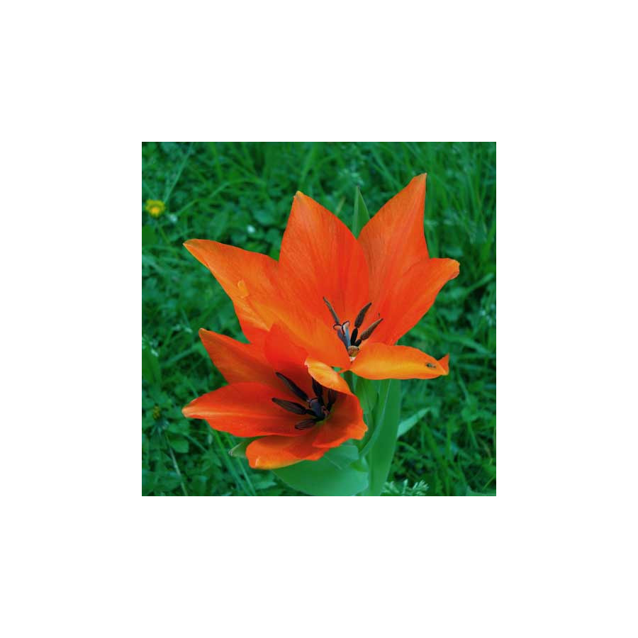 Plantes Vivaces TULIPA praestans 'Fusilier' - Tulipe en vente - Pépinière Lepage .