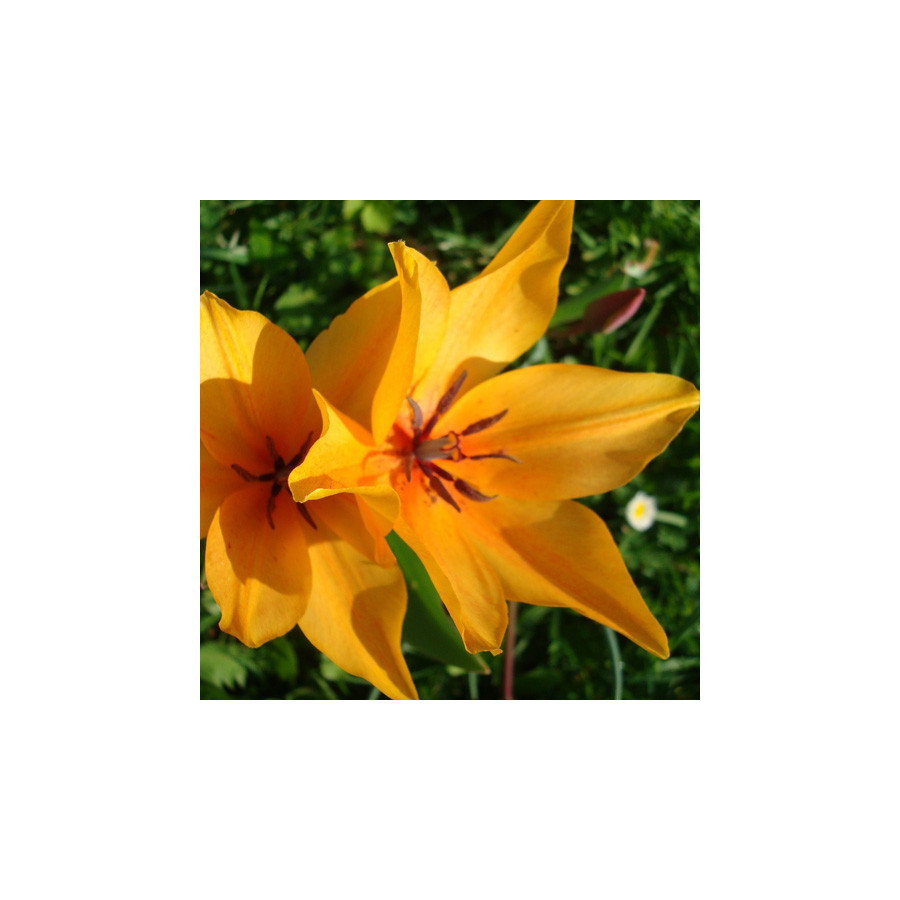 Plantes Vivaces TULIPA praestans 'Shogun' - Tulipe en vente - Pépinière Lepage .