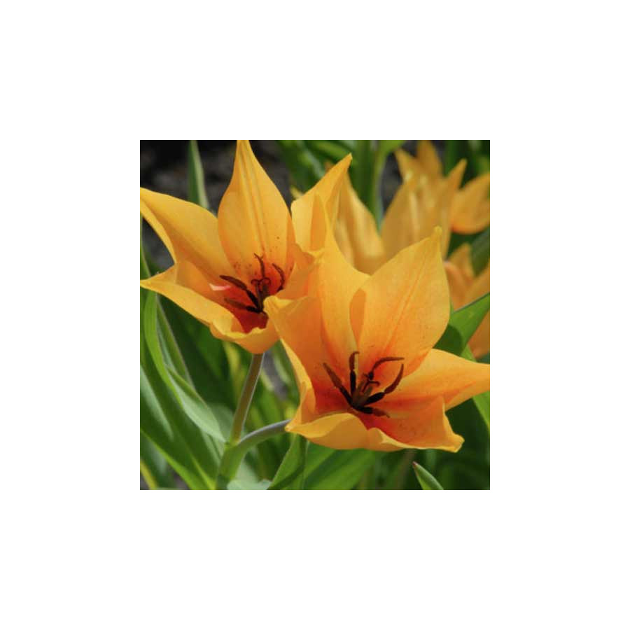 Plantes Vivaces TULIPA praestans 'Shogun' - Tulipe en vente - Pépinière Lepage .