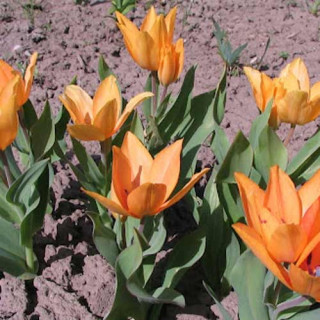 Plantes Vivaces TULIPA praestans 'Shogun' - Tulipe en vente - Pépinière Lepage .