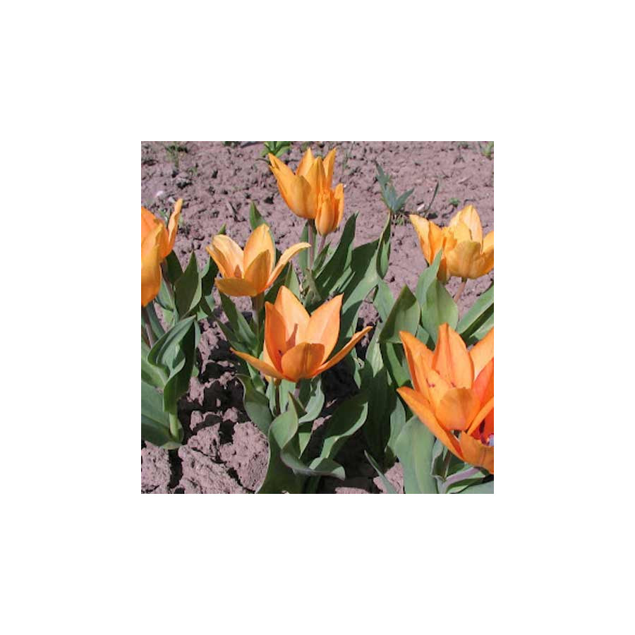 Plantes Vivaces TULIPA praestans 'Shogun' - Tulipe en vente - Pépinière Lepage .