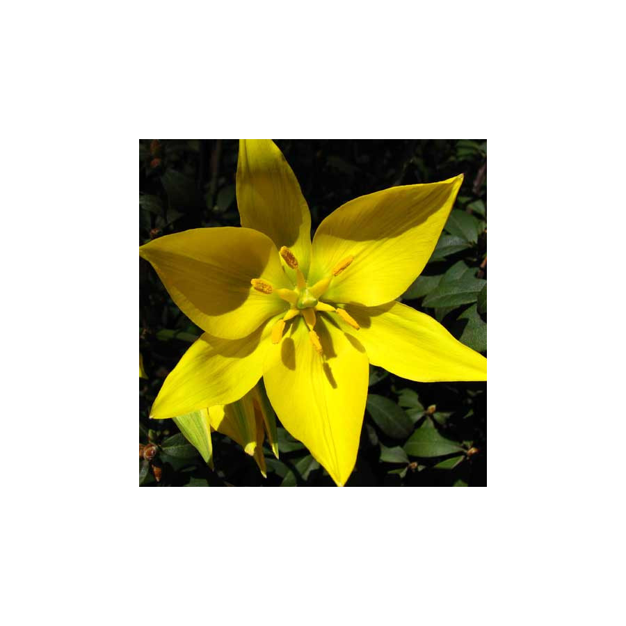 plantes-vivaces-tulipa-sylvestris-tulipe-des-bois-en-vente-tulipe-sauvage-en-vente-pepiniere-lepage-