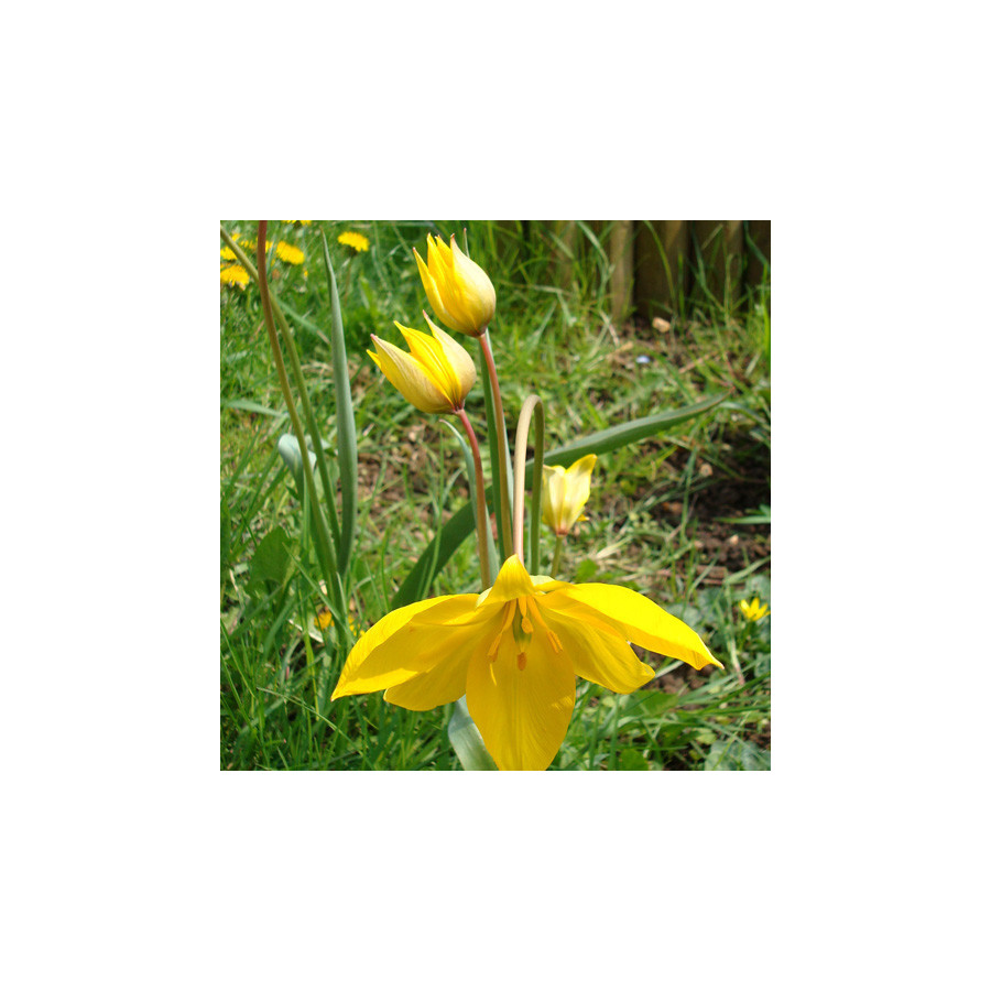 plantes-vivaces-tulipa-sylvestris-tulipe-des-bois-en-vente-tulipe-sauvage-en-vente-pepiniere-lepage-