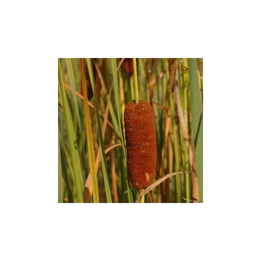 plantes-vivaces-typha-laxmannii-massette-en-vente-pepiniere-lepage-