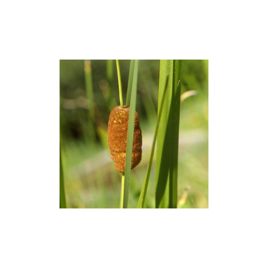 Plantes Vivaces TYPHA minima - Massette en vente - Massette naine en vente - Pépinière Lepage .