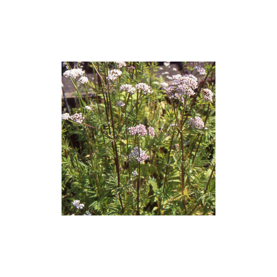 Plantes Vivaces VALERIANA officinalis - Valériane en vente - Herbe aux chats en vente - Pépinière Lepage .