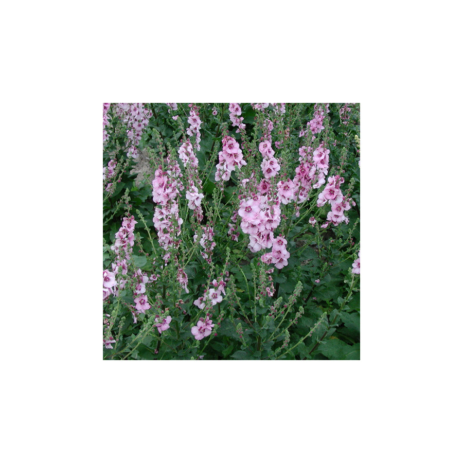 Plantes Vivaces VERBASCUM 'Pink Domino' - Molène en vente - Pépinière Lepage .