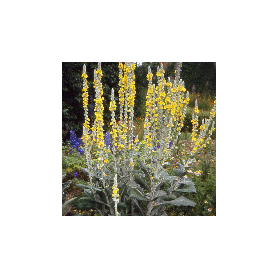 Plantes Vivaces VERBASCUM bombyciferum - Molène en vente - Pépinière Lepage .