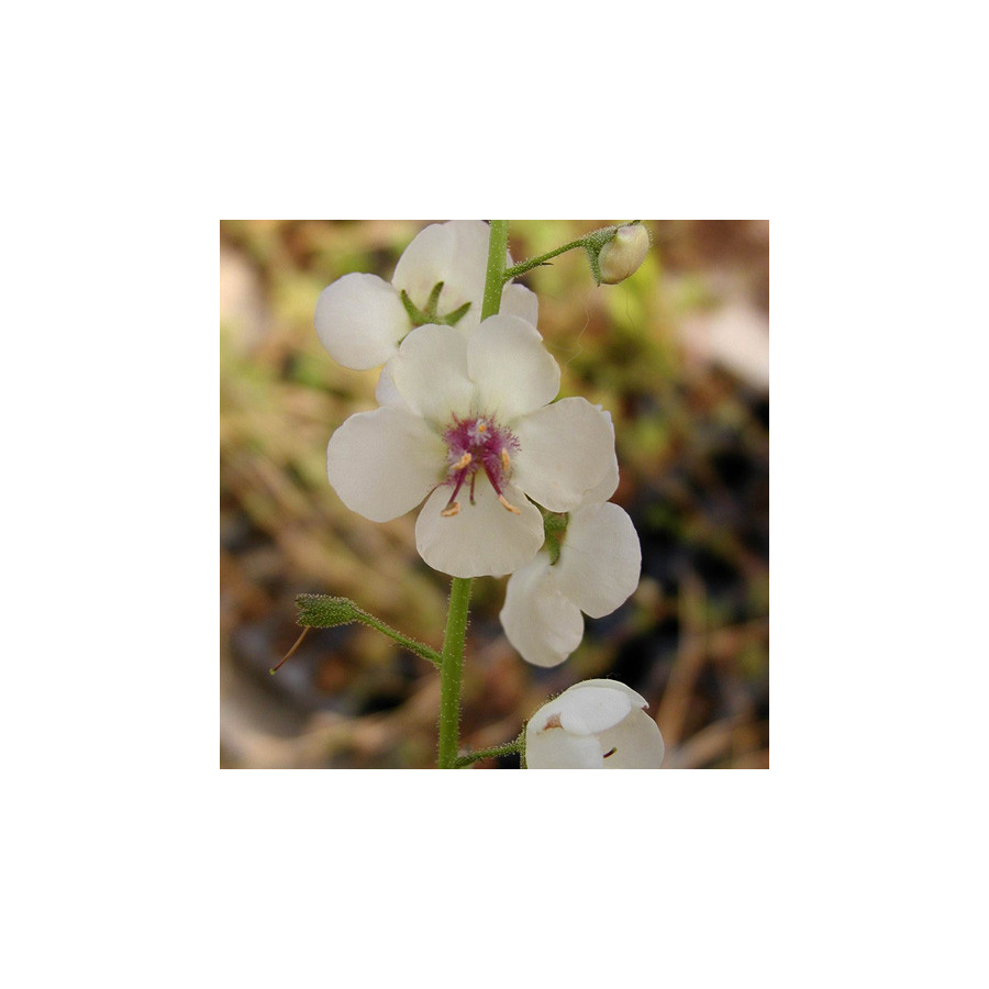Plantes Vivaces VERBASCUM chaixii 'Album' - Molène en vente - Molène de Chaix en vente - Pépinière Lepage .