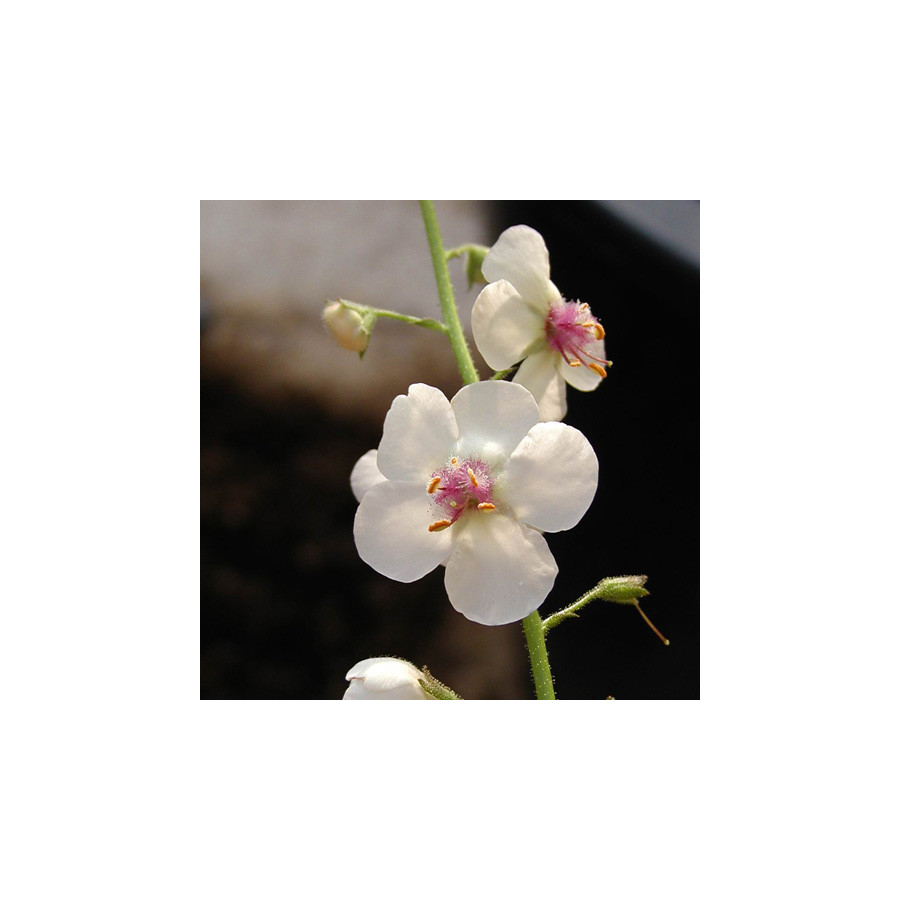 Plantes Vivaces VERBASCUM chaixii 'Album' - Molène en vente - Molène de Chaix en vente - Pépinière Lepage .