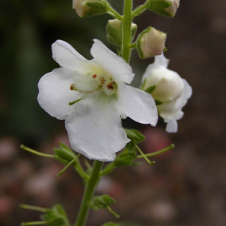 Plantes Vivaces VERBASCUM chaixii 'Album' - Molène en vente - Molène de Chaix en vente - Pépinière Lepage .