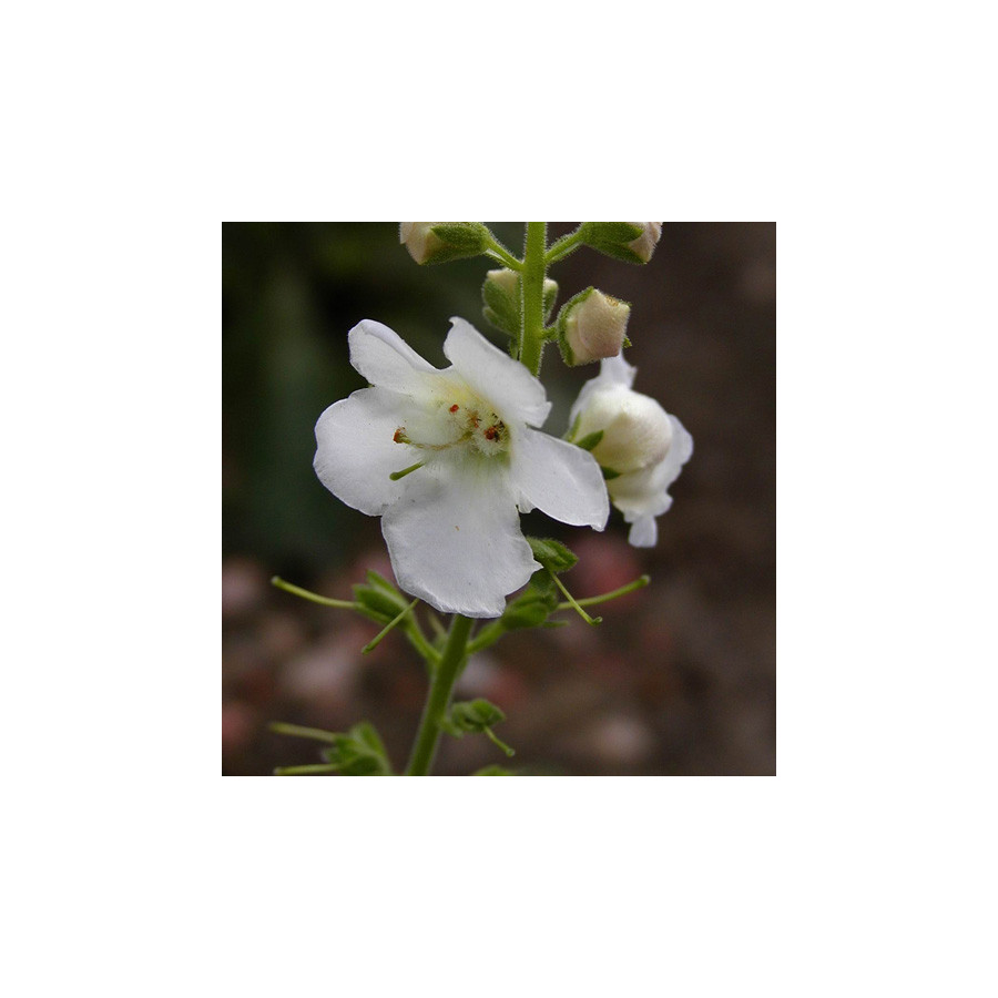 Plantes Vivaces VERBASCUM chaixii 'Album' - Molène en vente - Molène de Chaix en vente - Pépinière Lepage .