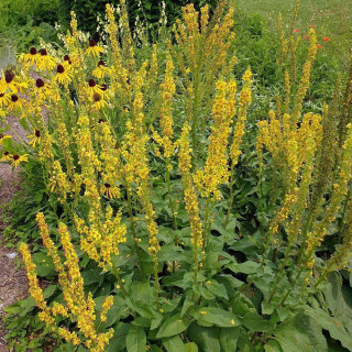 plantes-vivaces-verbascum-nigrum-molene-noire-en-vente-pepiniere-lepage-