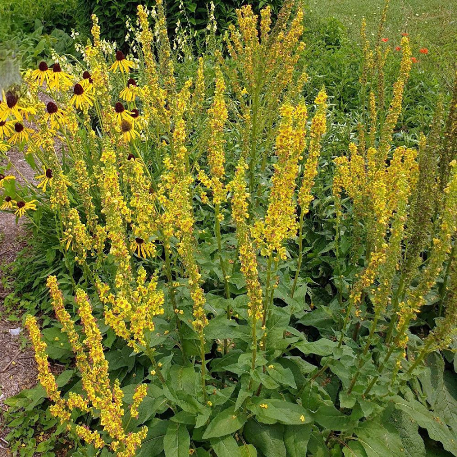 Plantes Vivaces VERBASCUM nigrum - Molène noire en vente - Pépinière Lepage .