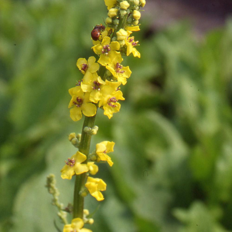 Plantes Vivaces VERBASCUM nigrum - Molène noire en vente - Pépinière Lepage .
