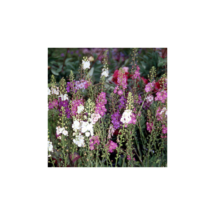 plantes-vivaces-verbascum-phoeniceum-molene-de-phenicie-en-vente-pepiniere-lepage-