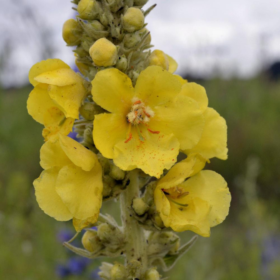 VERBASCUM thapsus