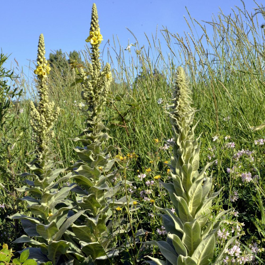 VERBASCUM thapsus