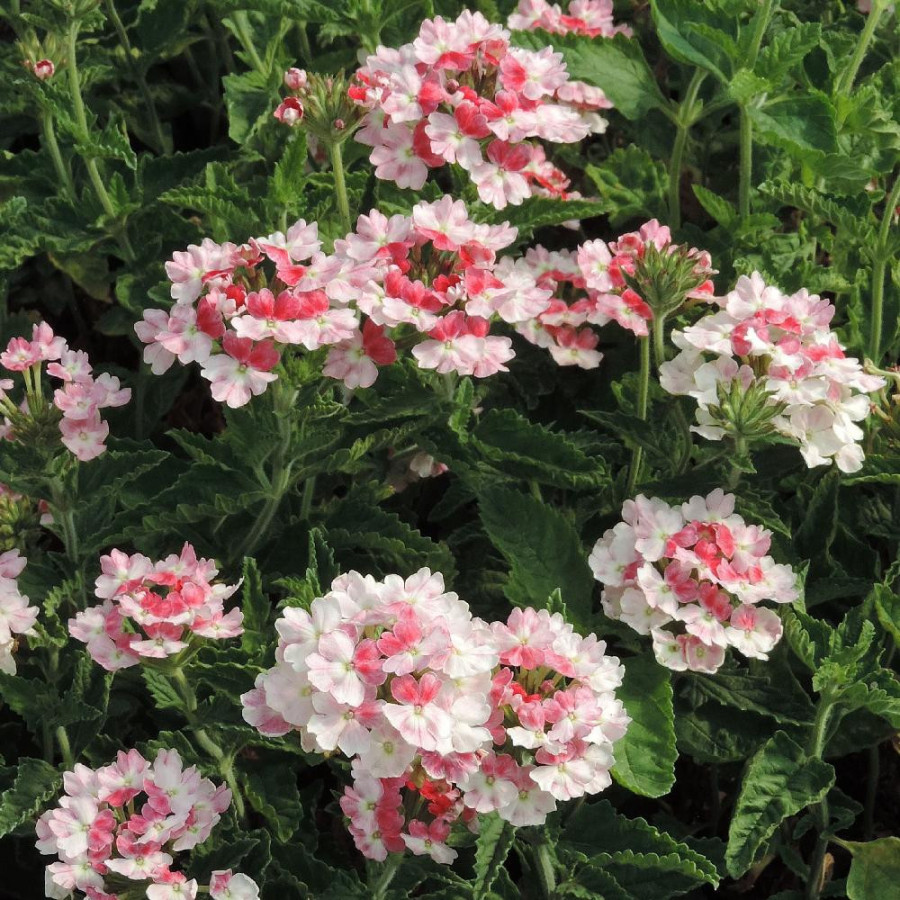 Plantes Vivaces VERBENA 'Pink Parfait' - Verveine en vente - Pépinière Lepage .