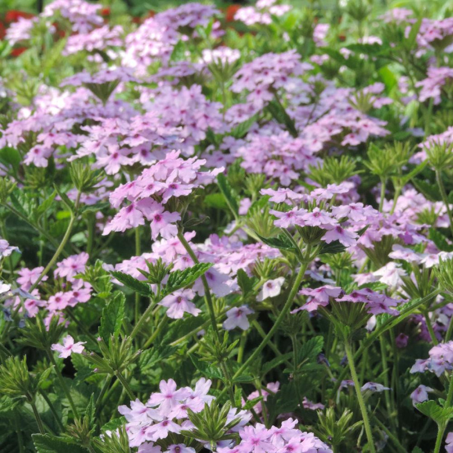 Plantes Vivaces VERBENA 'Seabrook's Lavender' ® en vente - Pépinière Lepage .