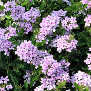 Plantes Vivaces VERBENA 'Seabrook's Lavender' ® en vente - Pépinière Lepage .