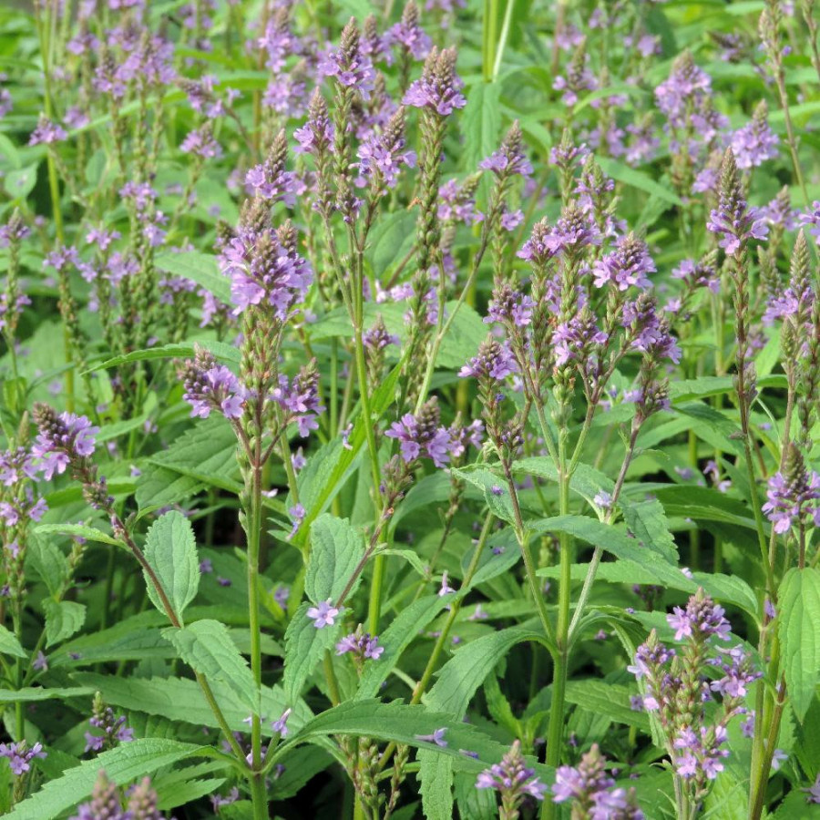 Plantes Vivaces VERBENA hastata 'Blue Spires' - Verveine en vente - Pépinière Lepage .