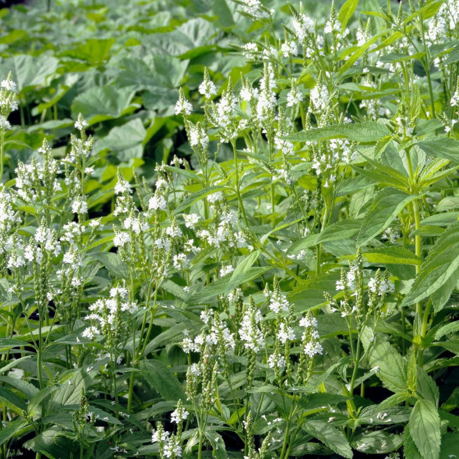 Plantes Vivaces VERBENA hastata 'White Spires' - Verveine en vente - Pépinière Lepage .