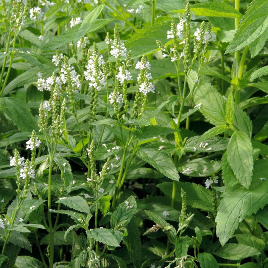 Plantes Vivaces VERBENA hastata 'White Spires' - Verveine en vente - Pépinière Lepage .
