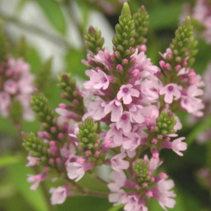 Plantes Vivaces VERBENA hastata f. rosea 'Pink Spires' - Verveine en vente - Pépinière Lepage .